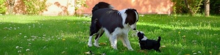 Mamá Border Collie cuidando a su camada de cachorros en el criadero Amorapets Medellín