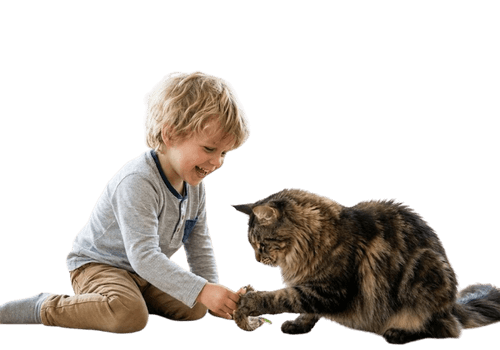 nino jugando con gato maine coon gigante medellin amorapets.