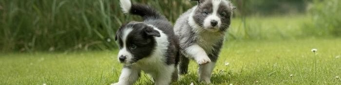 Dos cachorros Border Collie de diferentes colores compartiendo juntos en el criadero Amorapets