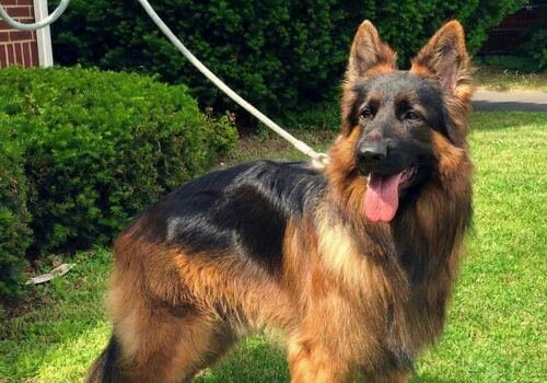 Perro Pastor Alemán de pelo largo cuerpo completo parado en jardín en Medellín