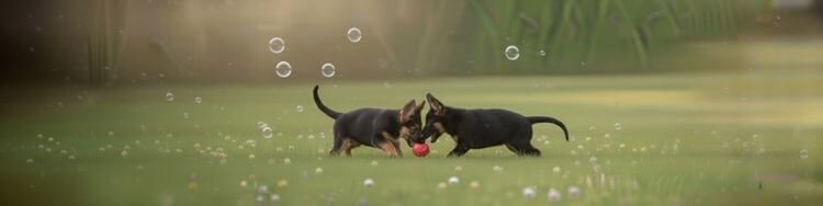 Cachorros Pastor Alemán sentado en el pasto con burbujas en Medellín
