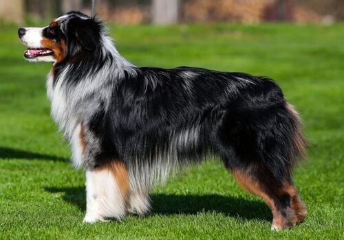 Pastor Australiano Negro Tricolor con marcas blancas en el pecho y fuego en las mejillas.