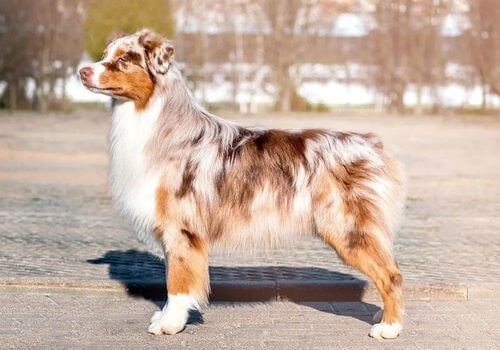 Cachorro Pastor Australiano Red Merle con manchas color hígado y fondo crema suave.