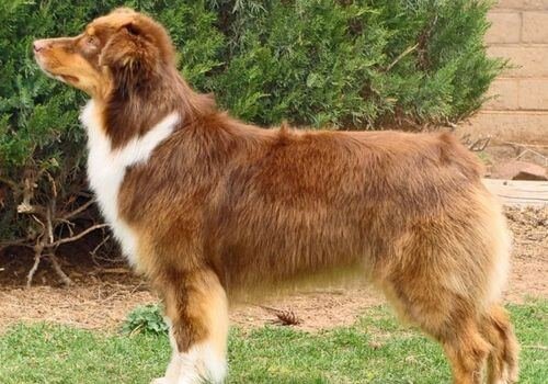 Cachorro Pastor Australiano color rojo sólido con marcas blancas