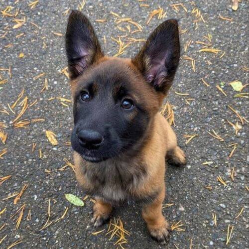 Ejemplar de Pastor Belga Malinois carbonado mostrando su postura atlética y mirada alerta.