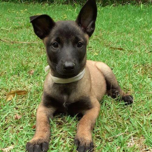 Cachorro Pastor Belga Malinois con máscara negra definida y porte atlético, seleccionado por AmoraPets Medellín por su equilibrio y capacidad de aprendizaje.
