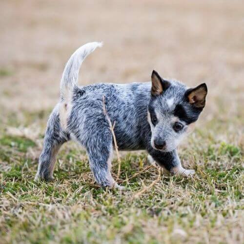 Pastor Ganadero Australiano azul moteado posando con elegancia en AmoraPets.