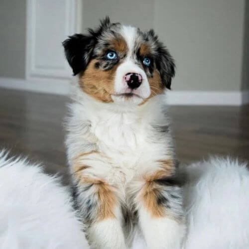 pastor ovejero australiano cachorros colombia venta