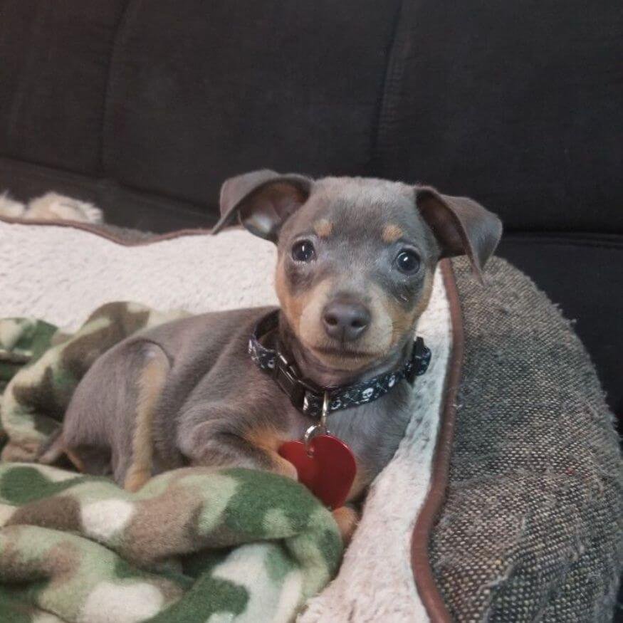 Cachorro Pinscher Miniatura color azul y fuego con pelaje grisáceo exótico en AmoraPets