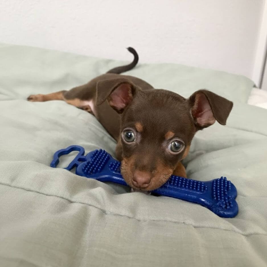 Cachorro Pinscher Miniatura color chocolate y fuego con ojos claros en AmoraPets