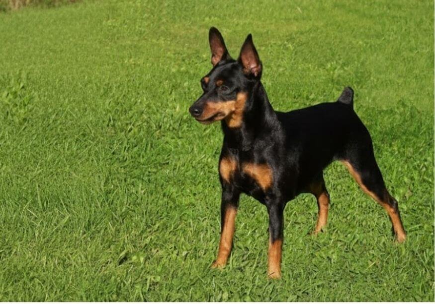 Pinscher Miniatura Estándar con estructura muscular definida y pelaje negro y fuego en AmoraPets