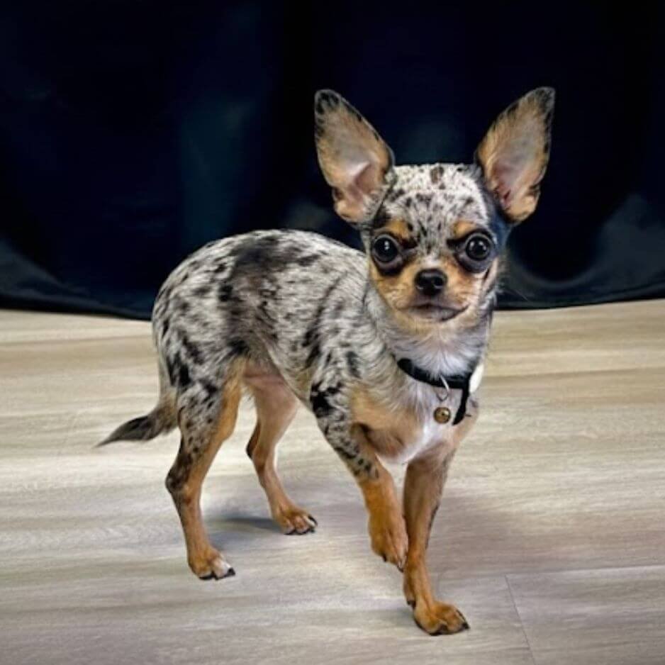 Cachorro Pinscher Miniatura con patrón merle gris y manchas negras en AmoraPets