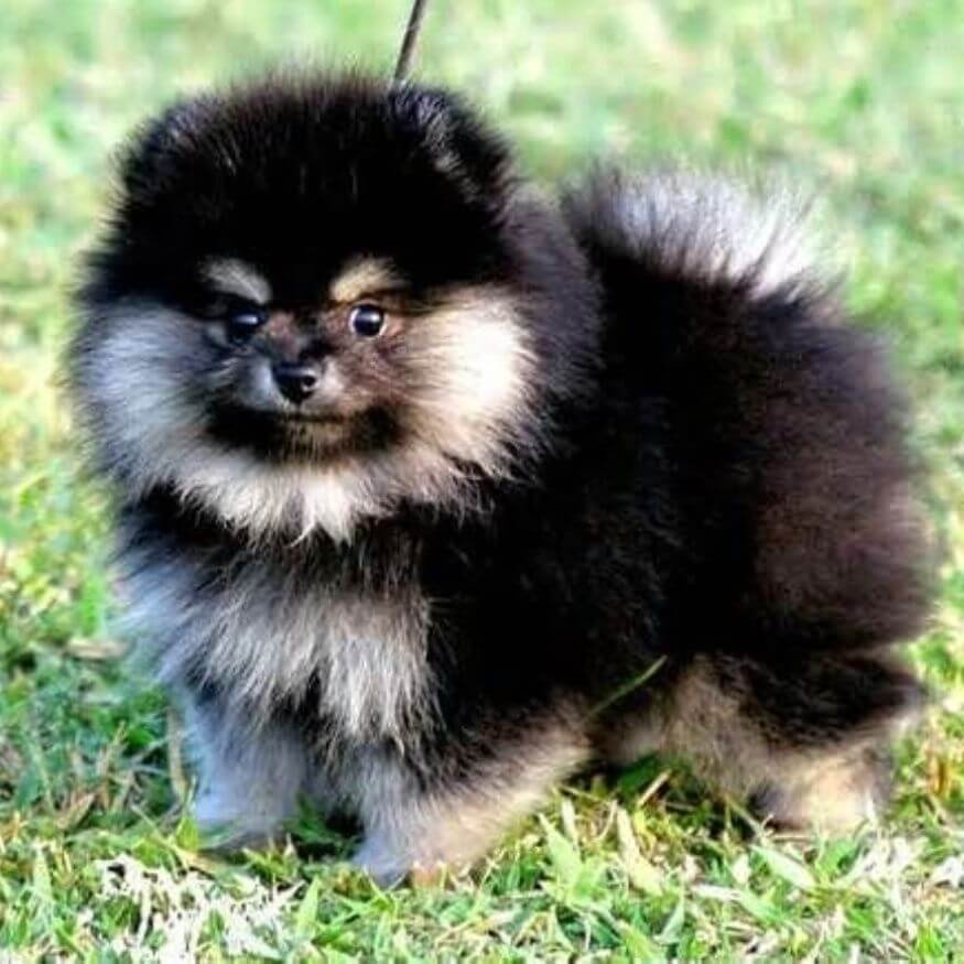 Pomerania color black and tan negro y fuego en Medellín Amorapets