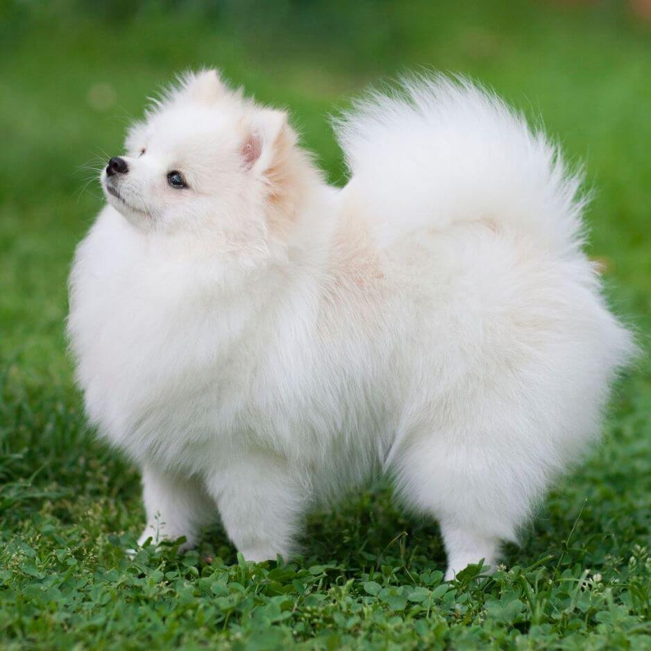 Cachorro Pomerania blanco puro tipo nube en Medellín Amorapets