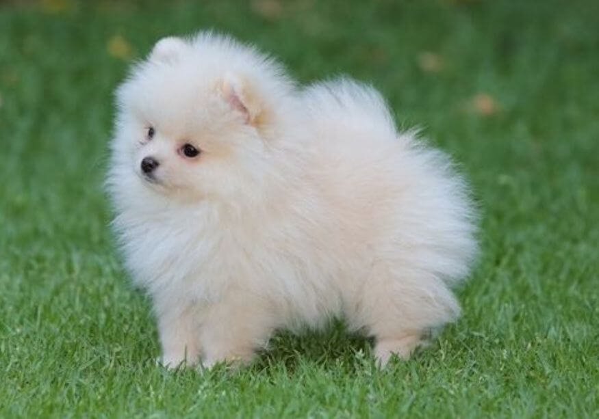 Pomerania cara de muñeca doll face mini en Medellín Amorapets