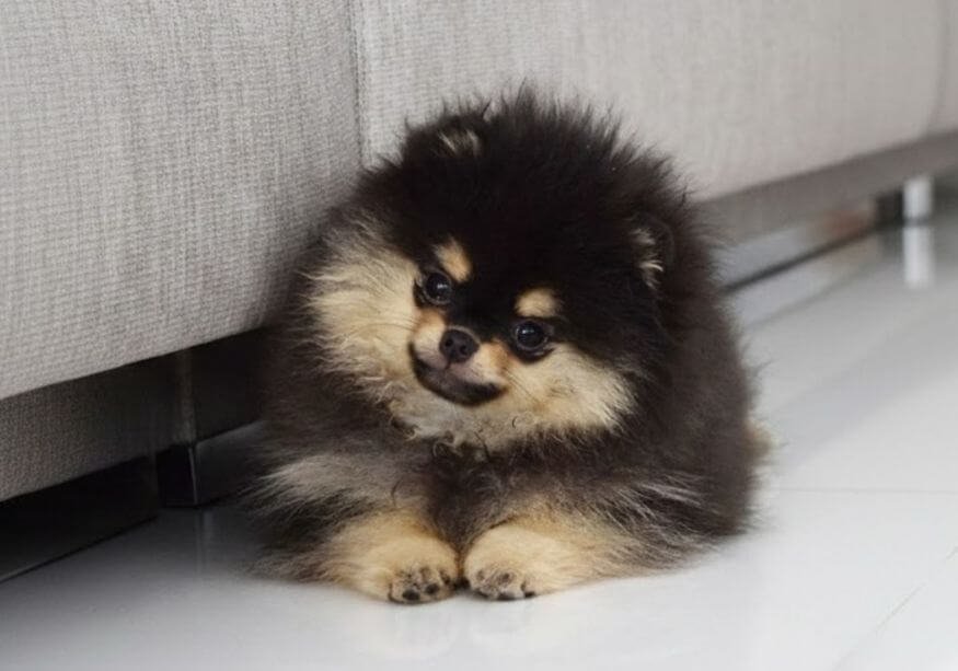 Pomerania cara de oso Boo mini en Medellín Amorapets