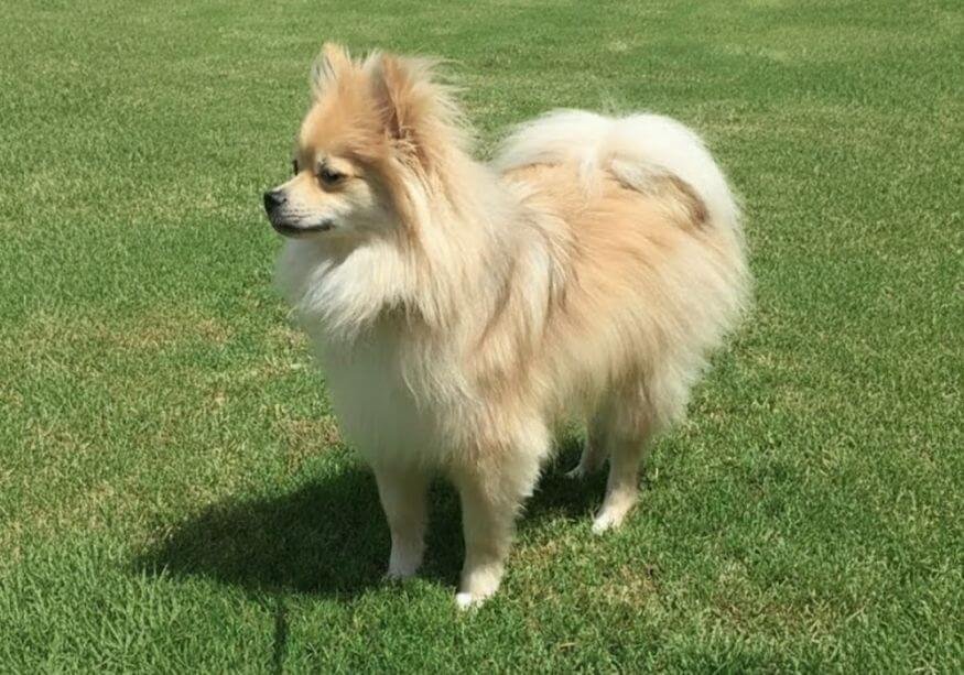 pomerania cara de zorro medellin.