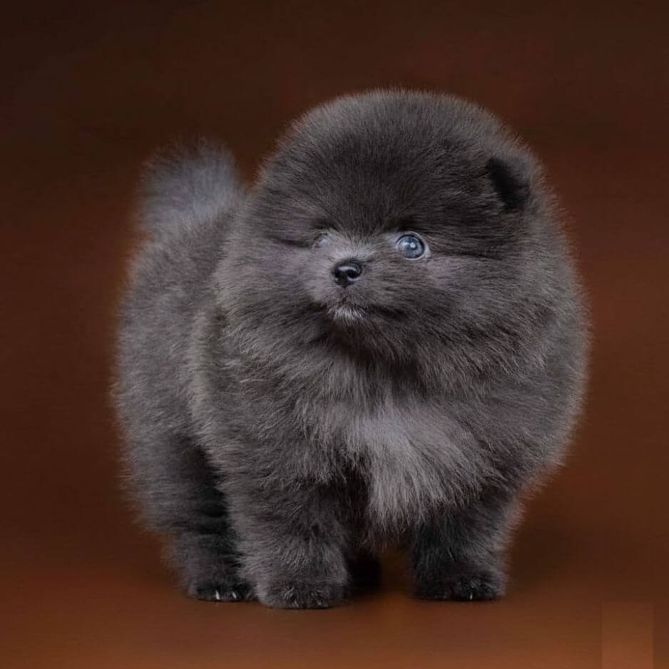 achorro Pomerania color blue azul exótico en Medellín Amorapets