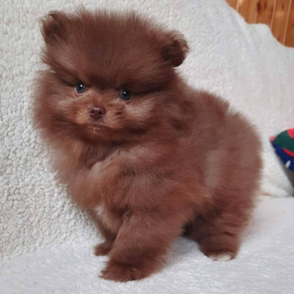 Cachorro Pomerania color chocolate café intenso en Medellín Amorapets