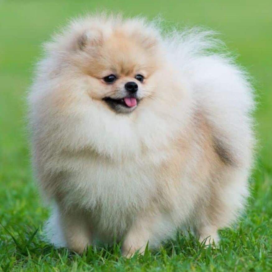 Cachorro Pomerania color crema cream de alta calidad en Medellín Amorapets