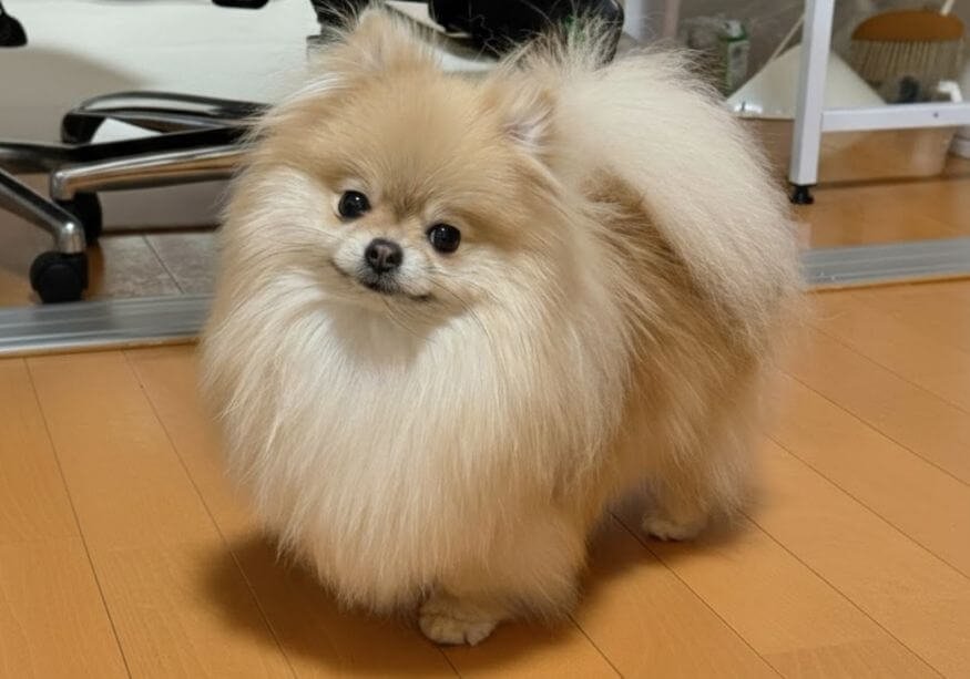 Cachorro Pomerania Lulú mini blanco con excelente pelaje en Medellín Amorapets