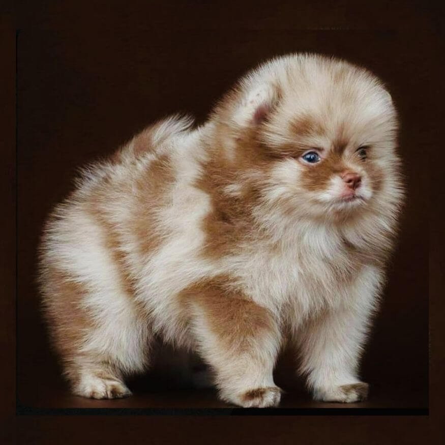 Pomerania color merle exótico con ojos claros en Medellín Amorapets