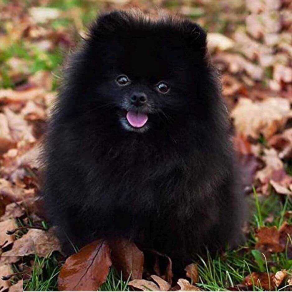 Pomerania color negro sólido premium en Medellín Amorapets