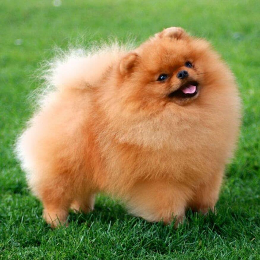 Cachorro Pomerania color rojo naranja intenso en Medellín Amorapets