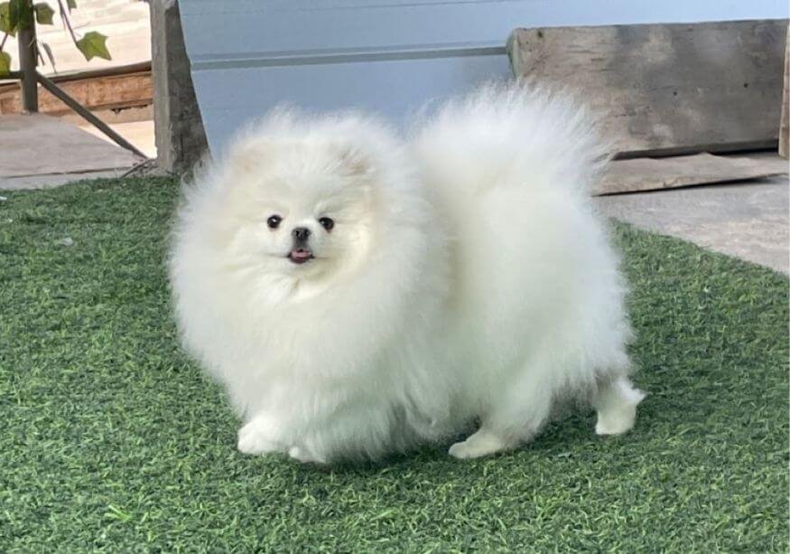 Pomerania tipo ruso blanco de alta calidad en Medellín Amorapets
