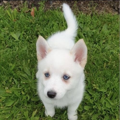 Cachorro Pomsky blanco puro de lujo en AmoraPets.