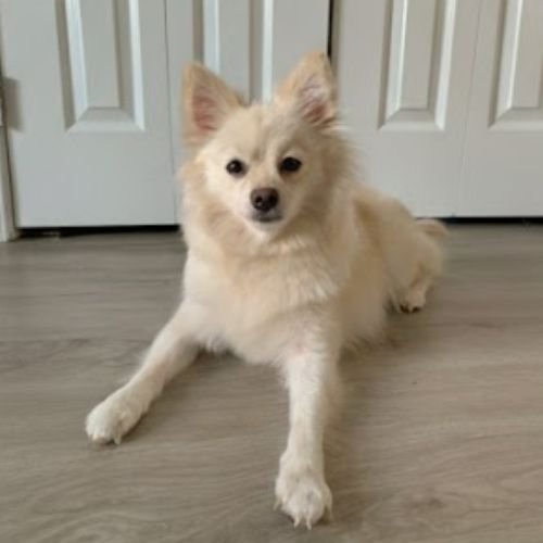Cachorro Pomsky color crema de apariencia tipo oso en AmoraPets.