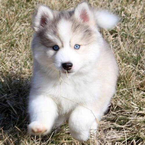 Cachorro Pomsky gris y blanco con apariencia de Husky miniatura en AmoraPets.