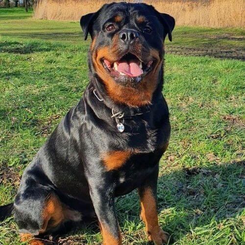 Cachorro Rottweiler legítimo de línea alemana con manchas fuego marcadas en Medellín
