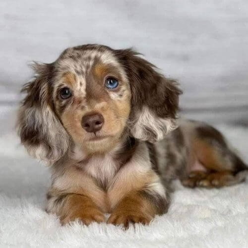 Cachorro perro salchicha de pelo largo en Medellín disponible en Amorapets.