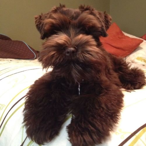 schnauzer chocolate liver exclusivo amorapets.