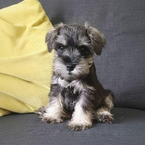 Schnauzer Estándar: Calidad de Selección AmoraPets