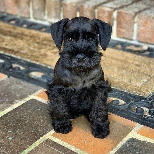 schnauzer negro puro elegancia amorapets.
