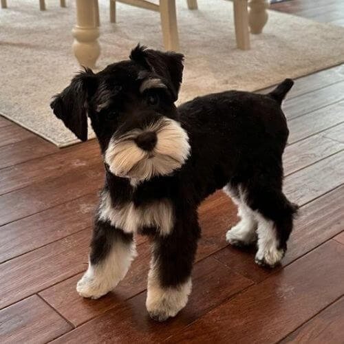 schnauzer negro y plata exclusivo amorapets.