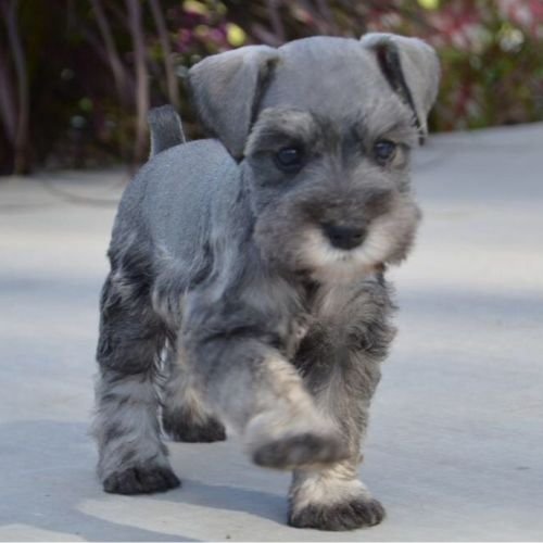 Ejemplar de Schnauzer color sal y pimienta con corte de barba y cejas definido en AmoraPets.
