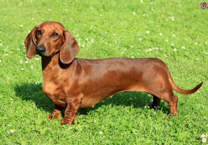 Cachorro Teckel tamaño estándar de excelente estructura en Amorapets Medellín