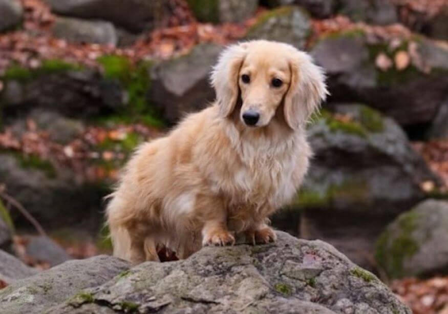 Cachorro Teckel Kaninchen, el tamaño más pequeño de perro salchicha en Amorapets Medellín