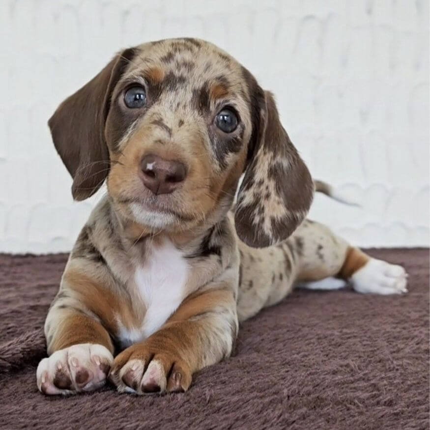 Cachorro Teckel Arlequín con patrón de manchas único en Amorapets Medellín