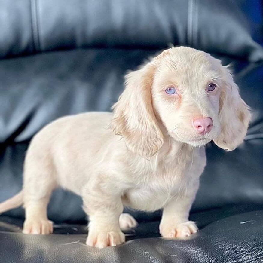 Cachorro Teckel English Cream de pelaje claro y sedoso en Amorapets Medellín