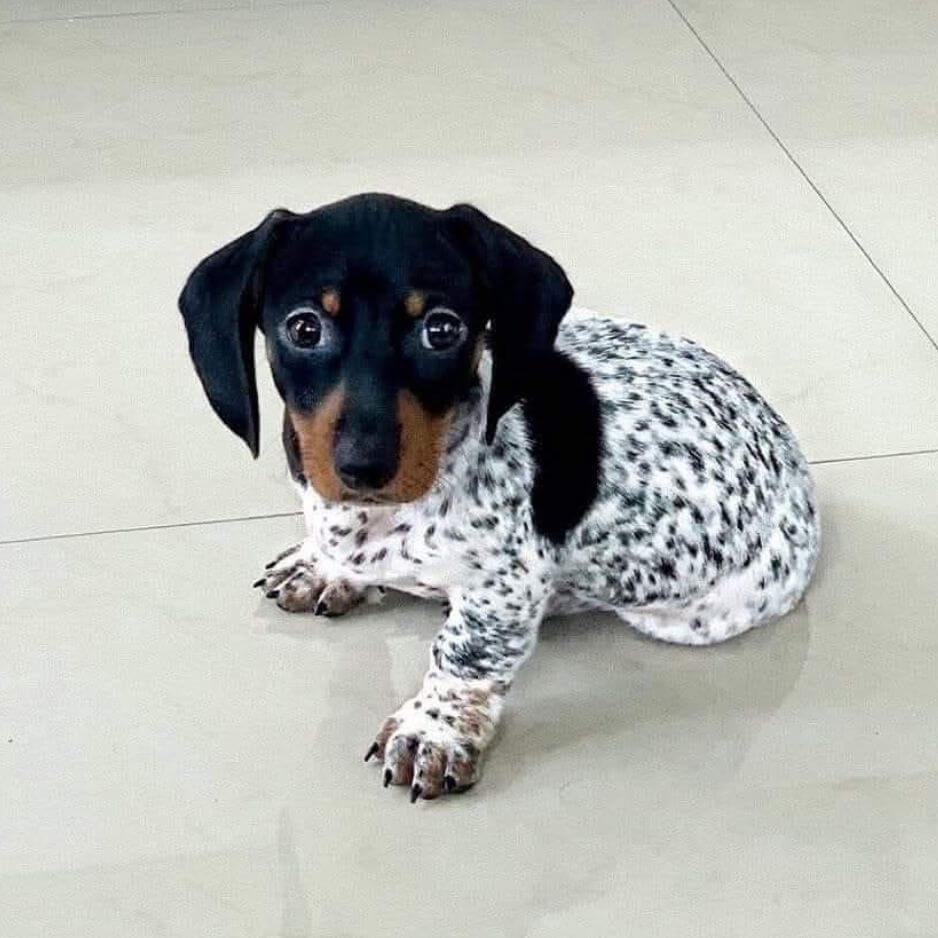 Cachorro Teckel Dapple Piebald con base blanca y manchas arlequín en Amorapets Medellín