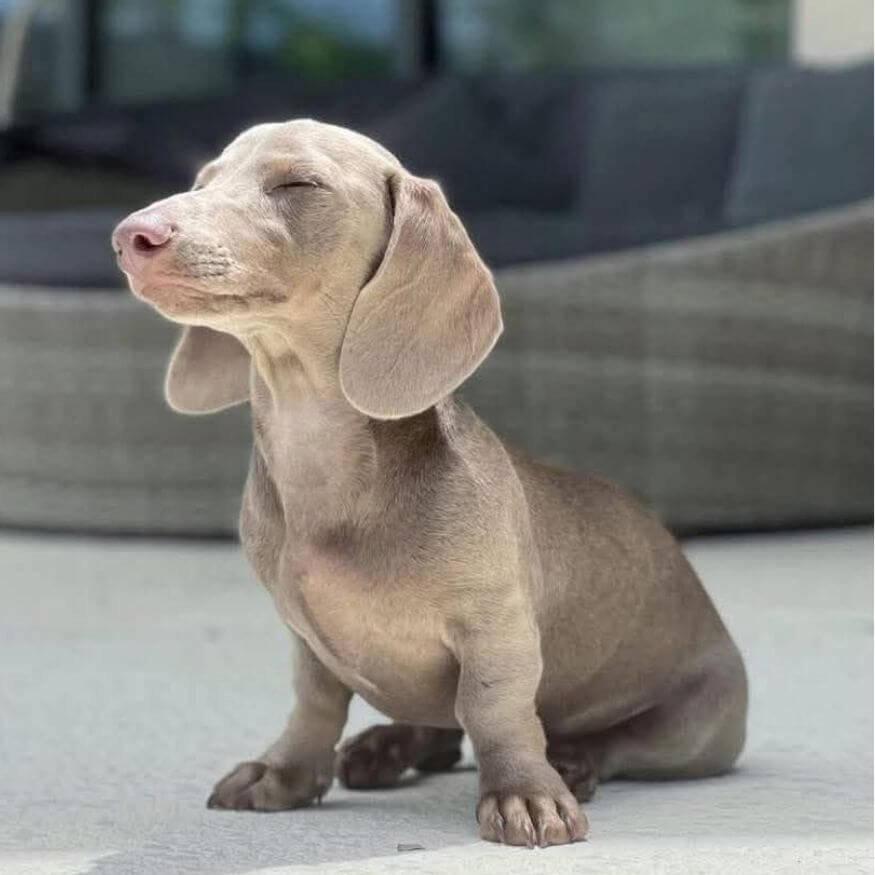 Cachorro Teckel color Isabella y fuego de pelaje exótico en Amorapets Medellín