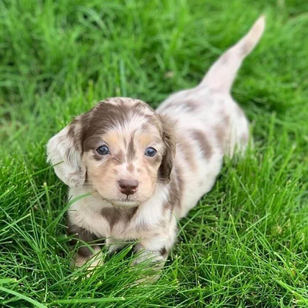 Cachorro Teckel Salchicha miniatura pelo corto en Medellín Amorapets