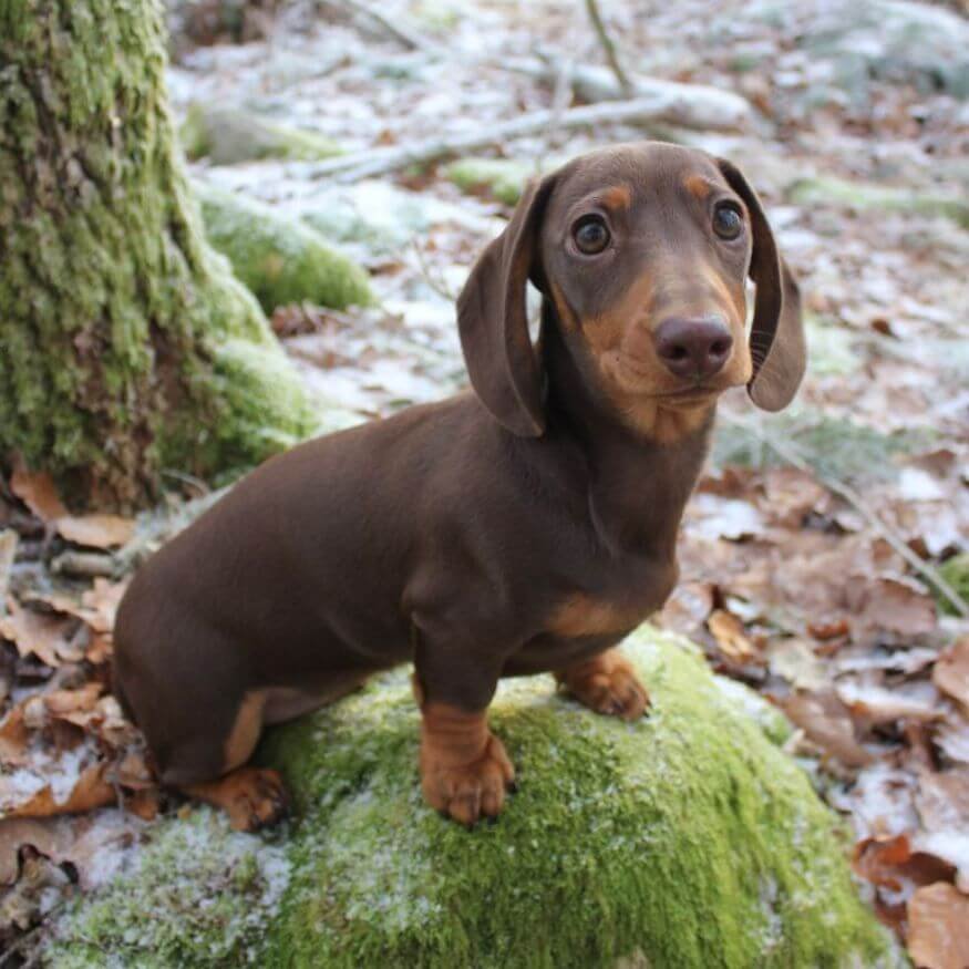 Cachorro Teckel de color chocolate y fuego con ojos claros en Amorapets Medellín