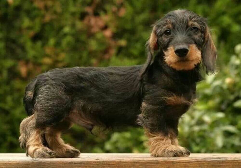 Cachorro Teckel Salchicha de pelo duro con barba característica en Amorapets Medellín