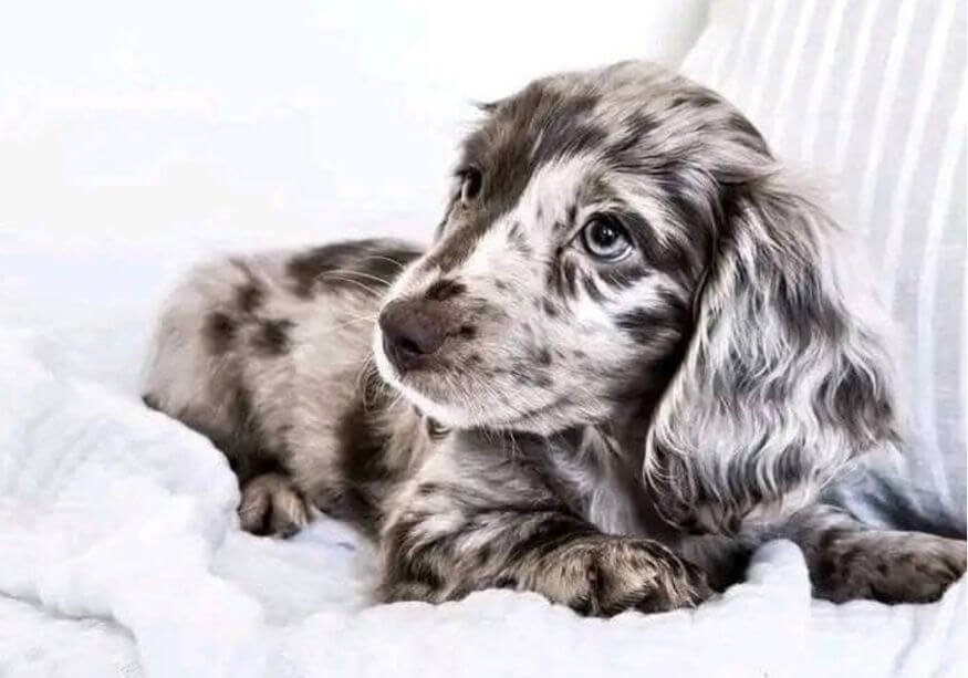 Cachorro Teckel Salchicha de pelo largo y sedoso en Amorapets Medellín