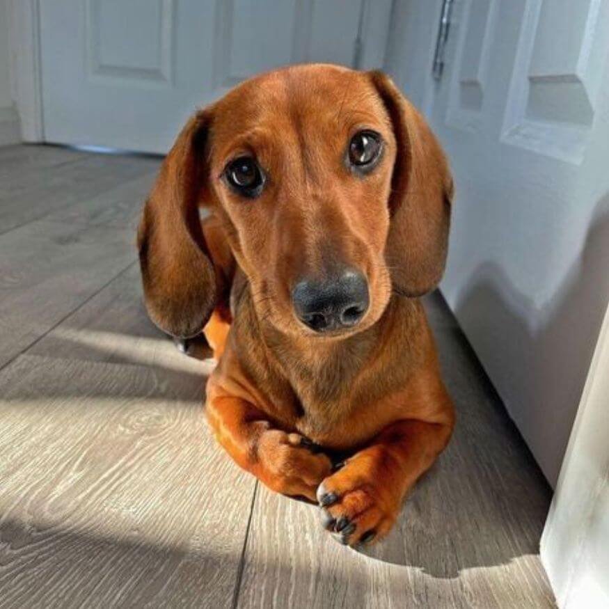 Cachorro Teckel unicolor rojo intenso disponible en Amorapets Medellín